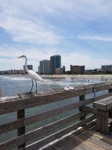 Apartamento Ocean Front 6th Floor 1br