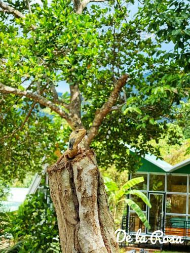 Apartamento Homestay de La Rosa - C�n ??o