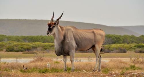 Hotel de Hoop Collection - Campsite Rondawels