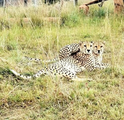 Hostal Pumbaa Wildlife Park & Accommodation