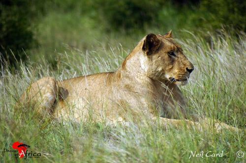 Dream Of Africa Bush Lodge