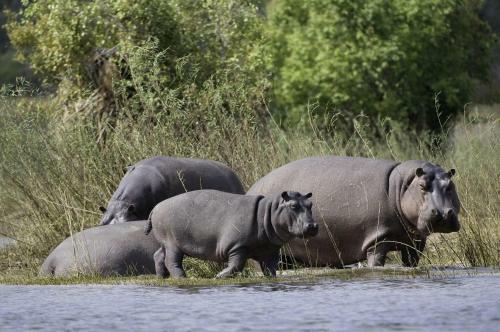 Lodge Wilderness Safaris Toka Leya