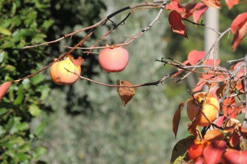 Agroturismo Agriturismo Il Cavallino