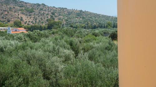 Organic Garden Villas