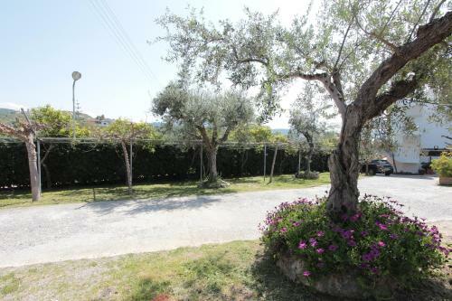 Apollon Apartments