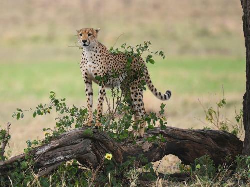 Lodge One Nature Nyaruswiga Serengeti