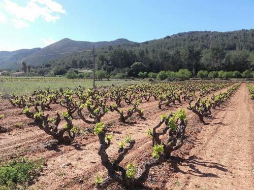 One Bed Apartment Overlooking Jalon Valley, Costa Blanca