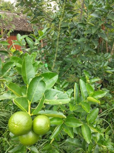 Agroturismo Meechok Organic Home
