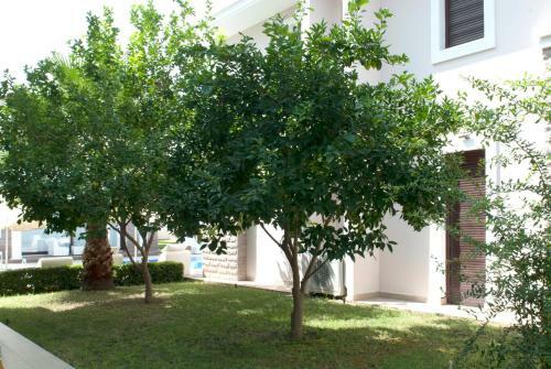 Bamont Villas