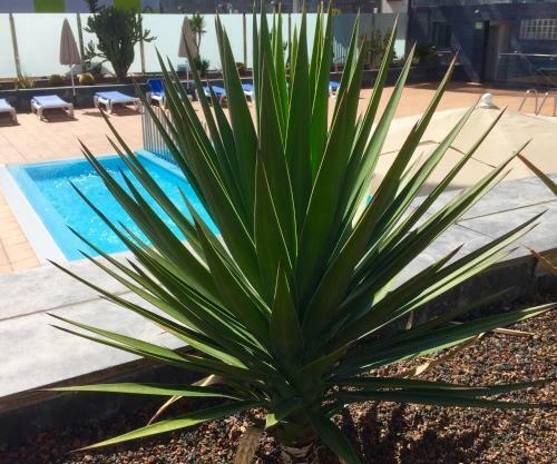 Apartamento Blue Dream Playa