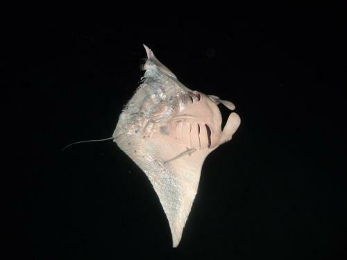 Hotel Leaf Fish Guesthouse