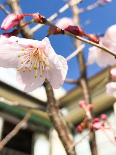 Hostal Guesthouse Nishihara