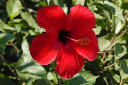 Castle View Apartments
