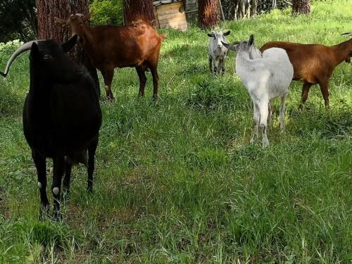 Agroturismo El Moli Del Montseny