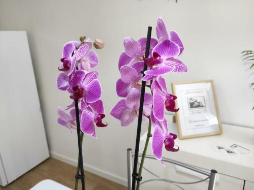 Apartamento Gea
