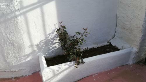 Casa Cueva El Algarrobo