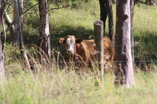 Hostal Elfin Hill Country Accommodation
