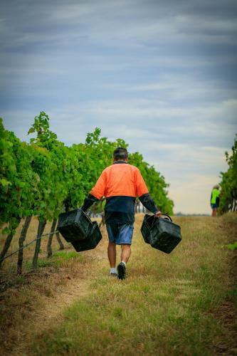 Lodge Hanging Tree Wines
