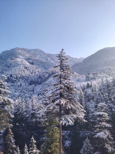 The Mountain View Cottage (Jibhi)