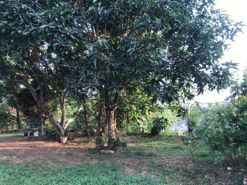 Hostal Cinnamon Mount Villa