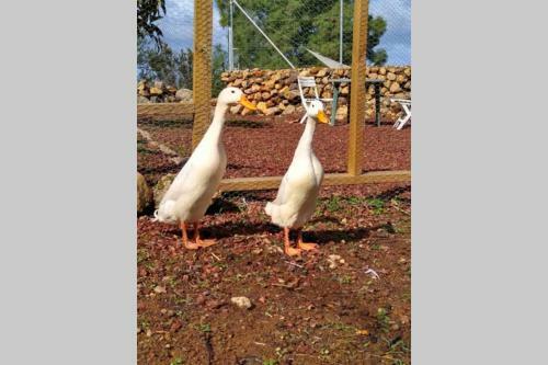La Tagora Casa Rural En Icod de Los Vinos