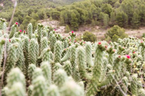 Villa Finca Les Coves
