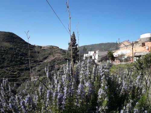 Agroturismo Casa Cueva Juncalillo Garden
