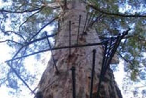 Agroturismo Pemberton Lavender And Berry Farm