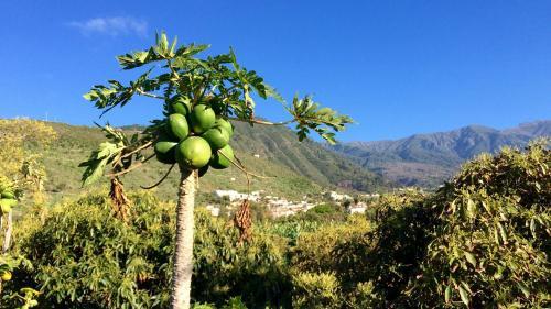 Finca La Plantaci�n _agroturismo