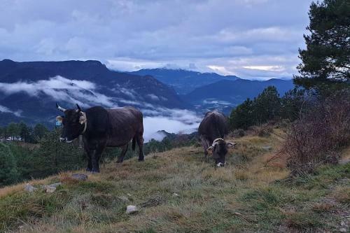 Precioso Apartamento En El Pirineo Catal�n
