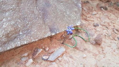 Wadirum Sand Camp