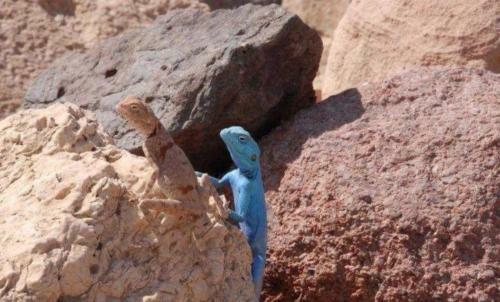 Bedouin Host Camp& With Tour
