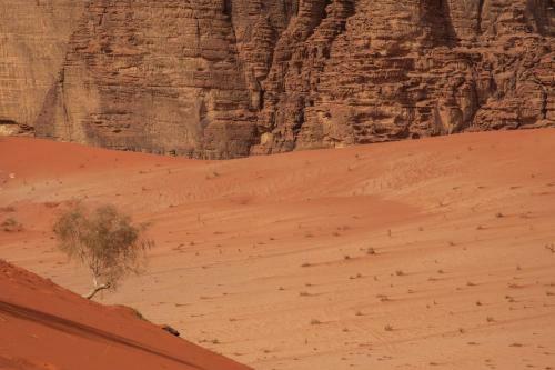 Desert Mars Camp & Tours