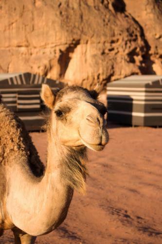 Sand And Stone Camp - Wadi Rum Desert