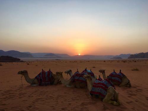 Wadi Rum Ecco