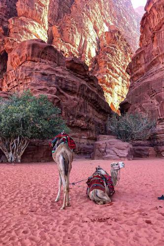 Wadi Rum Silk Road Camp