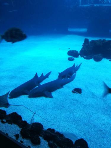 Apartamento Las Canteras Aquarium