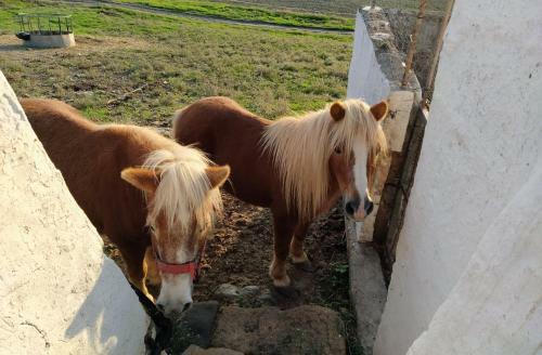 Agroturismo Casa Rural Reformada Bini Aumaia