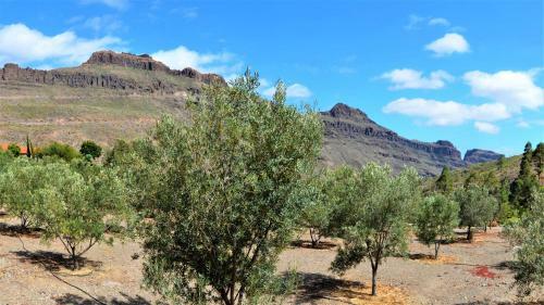 Finca Las Olivas