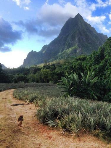Fare Haurevaiti Moorea