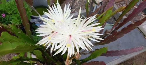 Villa Nature Lovers Waterfront Paradise In Boonooroo