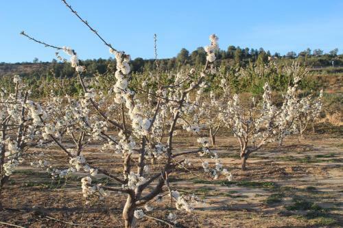 Villa Masia Rural L'hort de Maso
