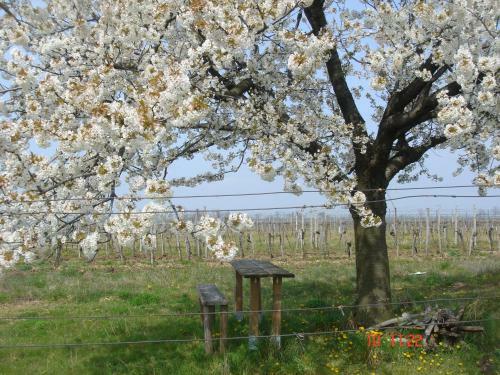 Apartamento Siebenbr�derhof