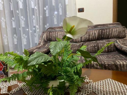 Hostal Bujtina Mikpritja Kor�are