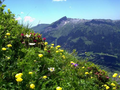 Apartamento G�stehaus Schuler