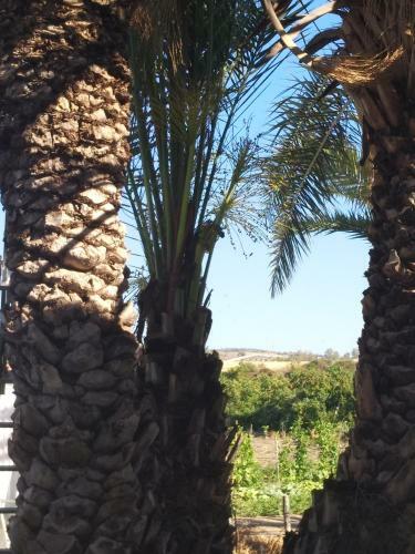 Apartamento Argaka Palm Tree Apts