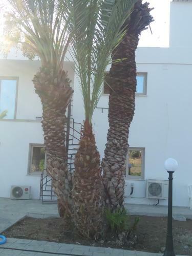 Apartamento Argaka Palm Tree Apts