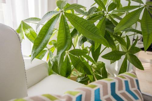 Apartamento Byala Vista / Penthouse