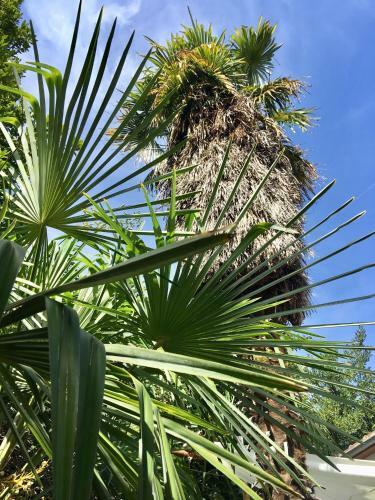 Apartamento Palmera