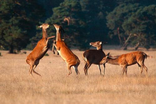Vakantievilla Q12 Beekbergen De Veluwe